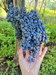 Winemaker woman picking grapes at harvest time in the sunshine. Grapes harvest. Woman hands with freshly harvested grapes. Italy.