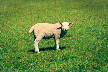 Obraz premium A single isolated cute lamb looking toward the camera in a green grassy pasture field on a bright sunny day