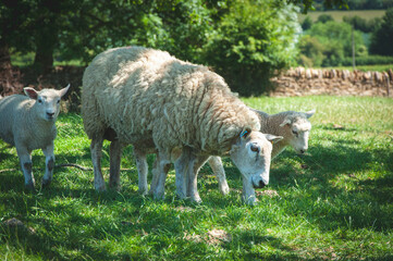 A ewe and two spring lambs in front of a stone wall look toward the camera on a bright sunny day in the English countryside