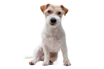 Portrait of Sitting Jack Russell Terrier Isolated on White Background