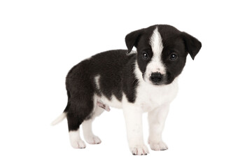 small puppy black and white isolate