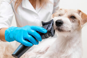 Grooming procedure. Female veterinarian in blue gloves and a white coat shaping the coat of a Jack Russell Terrier with an electric clipper