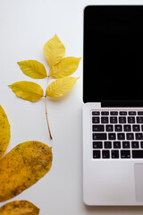 Yellow autumn leaf and a notebook. Technology and nature.