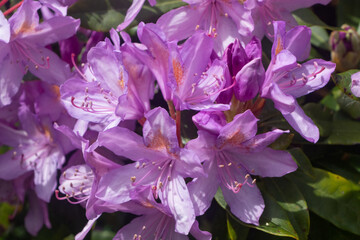 Purple rhododendron flowers in a garden during spring
