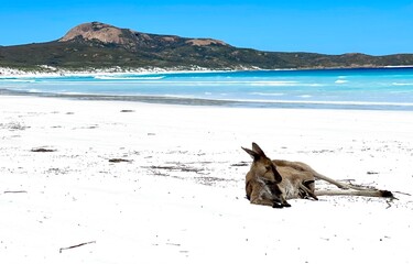 Lucky Bay Esperance Western Australia with super white beach and Kangaroo with baby joey in her pouch resting on the beach. 