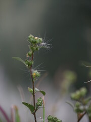 Fototapeta premium flower bud