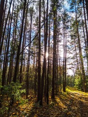Fototapeta premium pine forest in the morning
