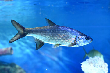 悠然と水中を泳ぐターポン