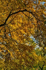 Obraz premium Autumn Outdoor nature colorful