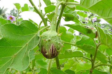 Purple eggplant ready to harvest from farm.