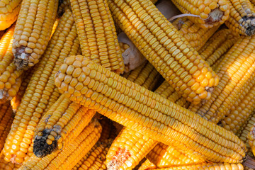 Fototapeta na wymiar Raw and ripe corn kernels close up and texture.