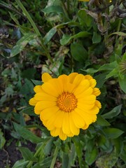 yellow flower in the sun