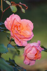 雨上がりに咲くピンクのバラ
