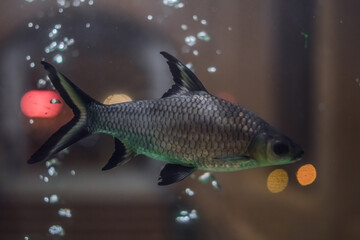 Photo background Design. Transparent Water aquarium, silver scales tail fish swim, blur highlight...