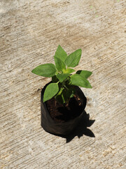 Sun flower plant in a polybag