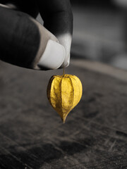 Hand is holding yellow tomatillo