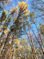 Coniferous forest with a predominance of larch. Ufa, Republic of Bashkortostan