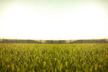 Bio Green Grass football terrain 