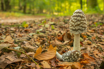 Magpie ink cap, Coprinopsis picacea, Oxfordshire woodland in Autumn.