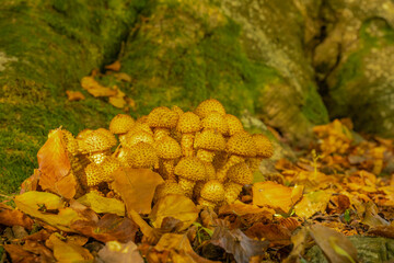 Shaggy scalycap,Autumn in an Oxfordshire woodland