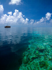 Obraz premium Coral Reef - The Maldives