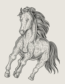 illustration vintage horse engraving style