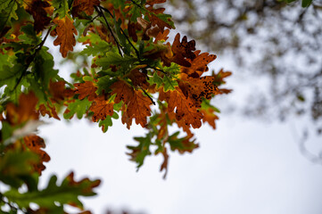 Colourful autumn leaves change of seasons