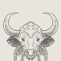 illustration vintage bull engraving style