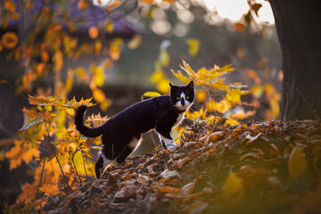Beautiful black and white cat in the autumn park.