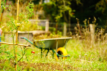Wheelbarrow in garden