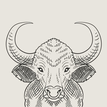 illustration vintage bull engraving style