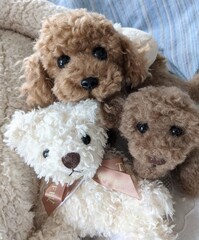 Present of three cute stuffed animals