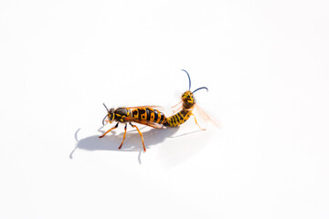 Two large wasps mating on white background