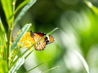 Closeup orange butterfl.y on the flower with blur background at Thailand