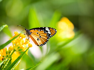 Closeup orange butterfl.y on the flower with blur background at Thailand