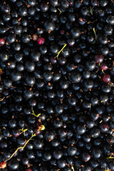 Ripe berries of black currant with wooden background