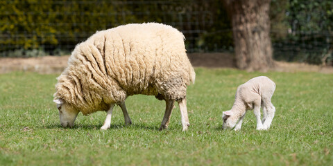 White Flemish sheep and her lamb
