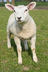 Obraz na płótnie Canvas Close up of a white lamb