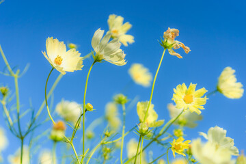 黄色のコスモスと秋の青空