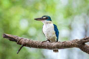 Beautiful blue bird in nature Collared Kingfisher (Todiramphus chloris)