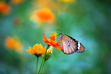 Close up of Plain Tiger (Danaus chrysippus) butterfly visiting flower in nature in a public park and feeding itself during springtime in India.
