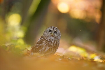 Tawny owl (Strix aluco) sitting on the ground. Art Photography of a common owl. 