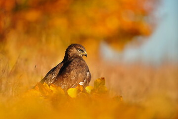 the common buzzaerd sitting on the ground. Buteo buteo. Wildlife scene from european nature. Portrait of a beautiful bird of prey.