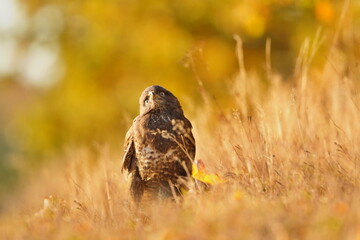 the common buzzaerd sitting on the ground. Buteo buteo. Wildlife scene from european nature. Portrait of a beautiful bird of prey.