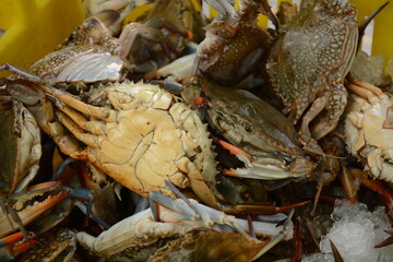 Blue Crabs stored in a live box for selling.  Akko market. Akko(Acre), Israel.