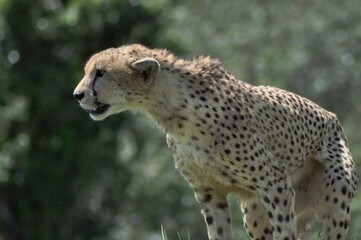 Beings of speed, Kenya