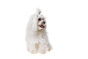 Beautiful and cute white bichon maltese dog over isolated background. Studio shoot of purebreed bichon puppy.