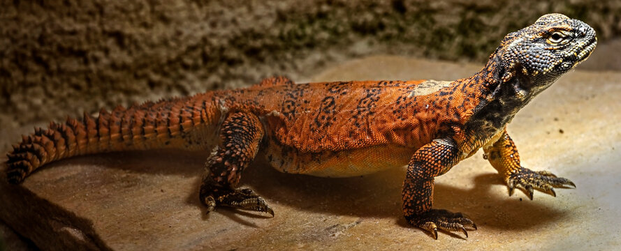 Spiny-tailed agama on the sand. Latin name - Uromastyx dispar flavifasciata