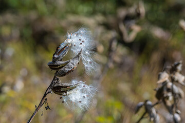 Milkweed Seed Pods on an Autumn Day 