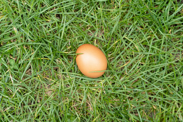 œuf bio dans l'herbe